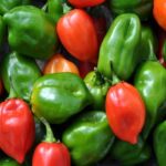 Bell Peppers