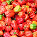 Bell Peppers