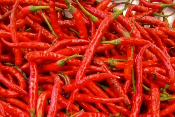 Chilli Peppers