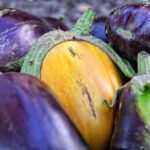 Eggplant