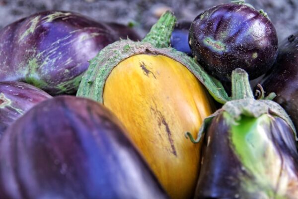 Eggplant