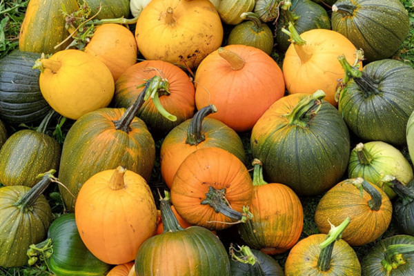 Pumpkin