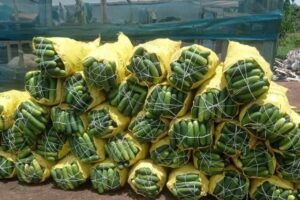 Shehu's Vegetable Hub (32)