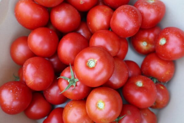 Tomato